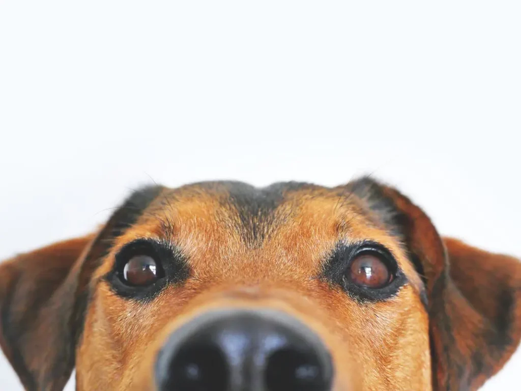 Extreme close-up of a brown dog's eyes and nose looking up, representing pet owner concerns on Surelah.com.