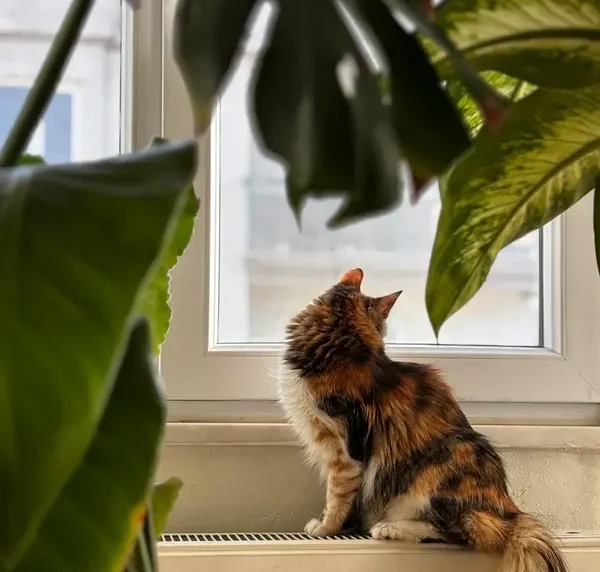 A fluffy calico cat sitting on a window ledge looking outside, framed by green Monstera indoor plants in a modern high-rise apartment.