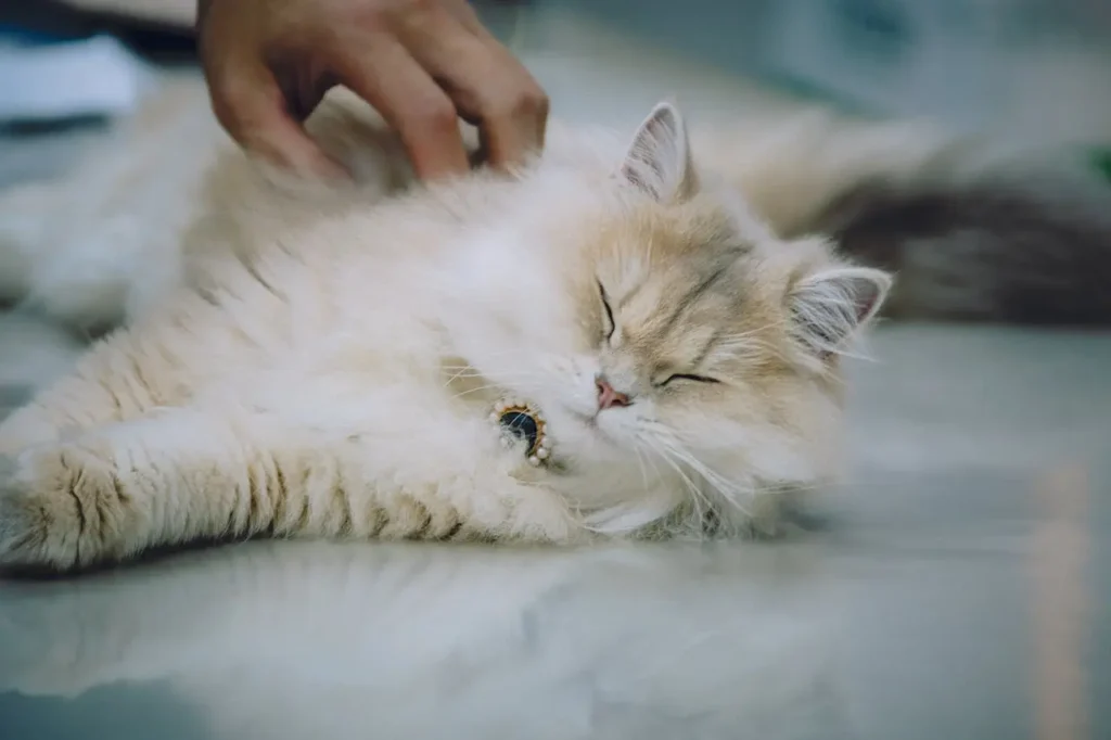 A fluffy cream-colored cat wearing a pearl collar being petted inside a home, illustrating indoor living on Surelah.com.