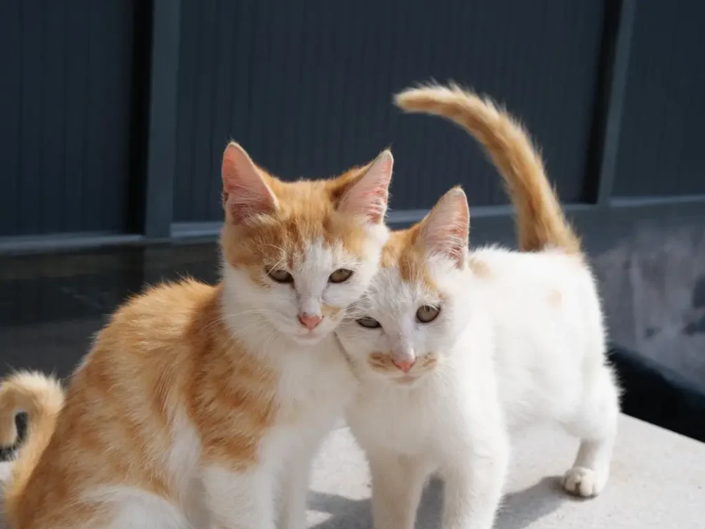 Two orange and white kittens standing close together outdoors, featured in a Surelah.com guide on landed properties.